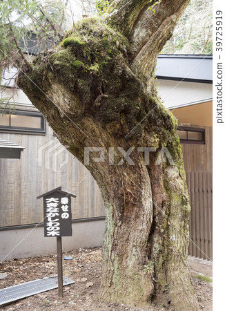 Hakone Shrine's Happy Big Sacred Tree (Hakone Town, Kanagawa Prefecture) 39725919