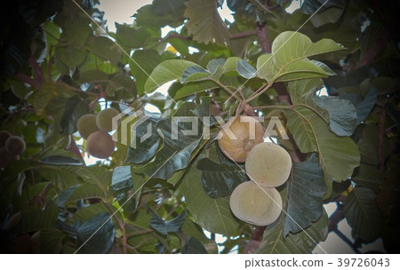 Santol on the tree in the garden. Santol on the tree in the garden. 39726043