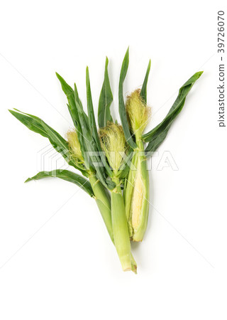 剝皮的嬰兒玉米 剝皮的嬰兒玉米 39726070