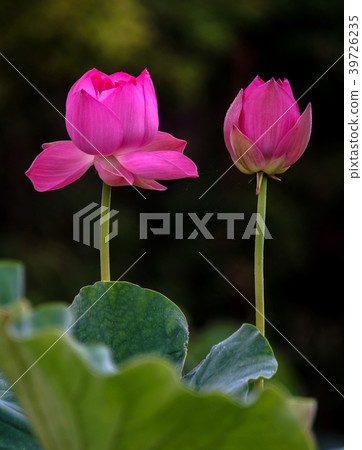 蓮花 蓮花 39726235