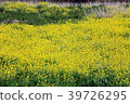 Flowers B blooming in spring along the river 39726295