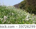 Flowers F blooming in spring along the river 39726299