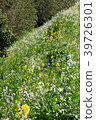 Flowers H blooming along the river in spring 39726301