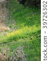 Spring, flowers I blooming along the river I 39726302