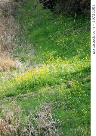 Spring, flowers I blooming along the river I Spring, flowers I blooming along the river I 39726302