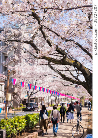從Bunkyo Ward Harima斜坡的一排櫻花樹 39727207