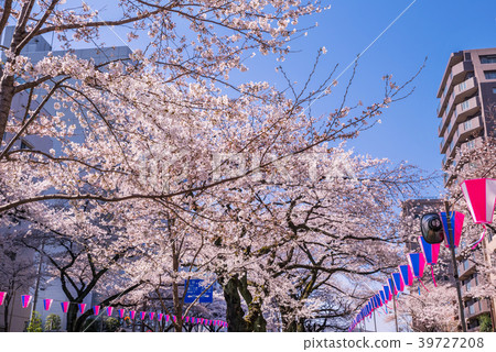 A row of cherry blossom trees from Bunkyo Ward Harima slope A row of cherry blossom trees from Bunkyo Ward Harima slope 39727208
