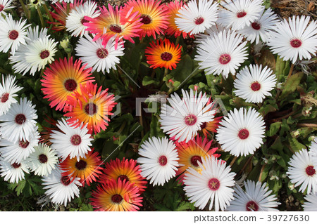 松桃花 松桃花 39727630