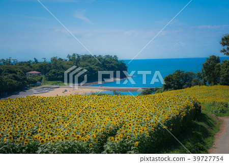 Nagasaki nose sunflower Nagasaki nose sunflower 39727754