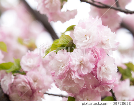 雙櫻花 39728638
