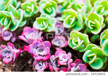 Hida Kamisebaya Otaru, Hokkaido 39728645