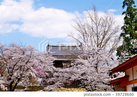 Sakura Ueda Castle Ruins Park 39728680