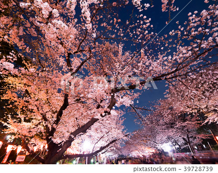 上野公園的傍晚櫻花樹 39728739