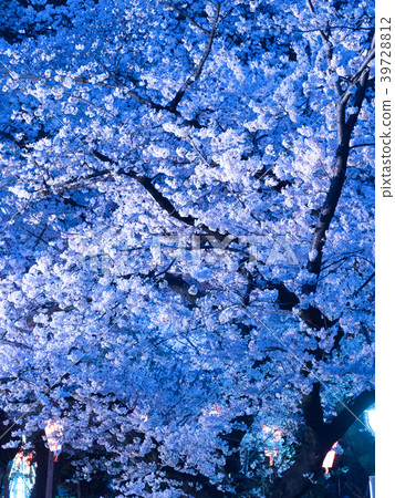 Ueno Park's evening cherry tree Ueno Park's evening cherry tree 39728812