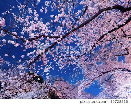 上野公園的傍晚櫻花樹 39728816
