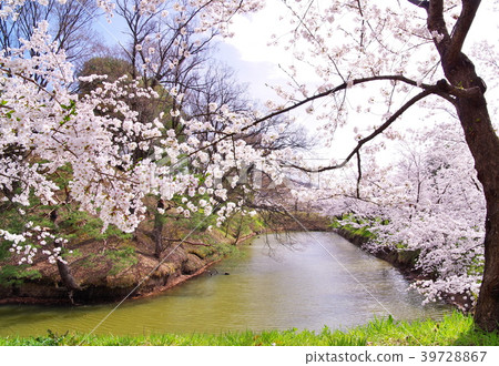 櫻花上田城堡遺址公園 櫻花上田城堡遺址公園 39728867