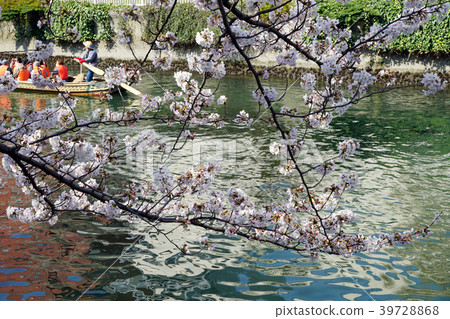 People who have cherry blossoms People who have cherry blossoms 39728868
