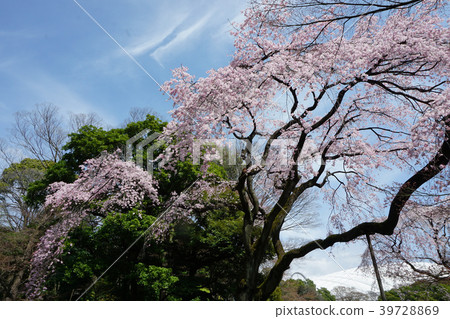 The beauty of the cherry blossoms of Koishikawa Korakuen 39728869