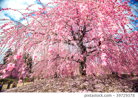 Suzuka Forest Suzuka Forest 39729378