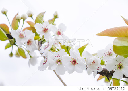 梨花 梨花 39729412
