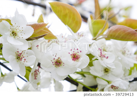 Pear flowers 39729413