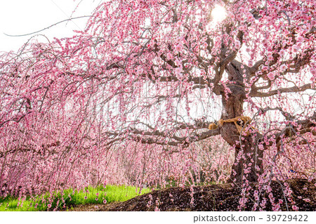 Suzuka Forest Suzuka Forest 39729422