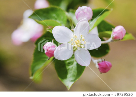 Apple flowers Apple flowers 39729520