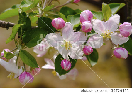 蘋果花 蘋果花 39729523