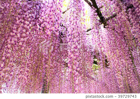 A wisteria flower that colors spring 39729743
