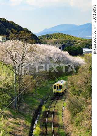Heisei Chikuho Railway and Sakura 39729859