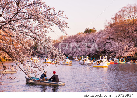 Inokashira池塘櫻花在落日染色了 39729934