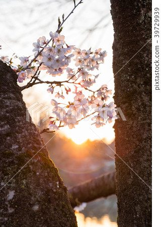 Cherry blossoms of Inokashira pond dyed in the setting sun Cherry blossoms of Inokashira pond dyed in the setting sun 39729939