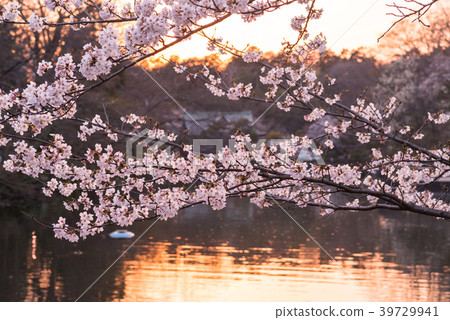 Cherry blossoms of Inokashira pond dyed in the setting sun 39729941