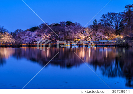 A night view of the cherry blossoming Inokashira pond A night view of the cherry blossoming Inokashira pond 39729944