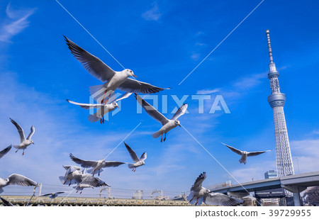 Black-headed gulls gathering in Asakusa Sumida Park Black-headed gulls gathering in Asakusa Sumida Park 39729955