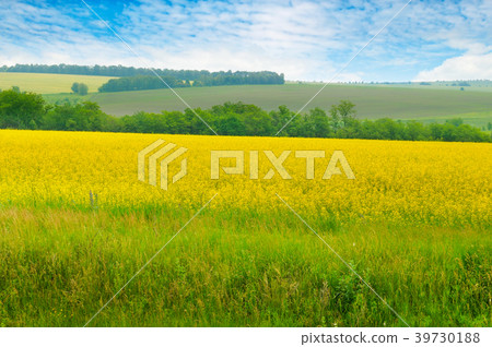 Canola field and blue sky with light clouds. Canola field and blue sky with light clouds. 39730188