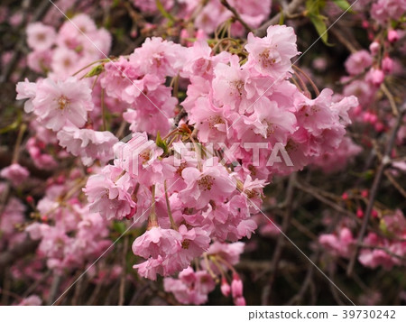櫻花盛開的櫻花 櫻花盛開的櫻花 39730242