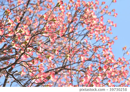 山茱萸(花木) 山茱萸(花木) 39730258