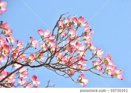 山茱萸（花木） 39730261