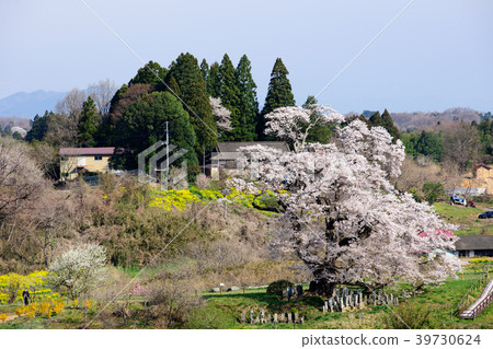 Large cherry tree village of village Fukushima 39730624