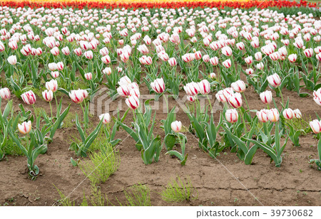 櫻花Furusato廣場 櫻花Furusato廣場 39730682