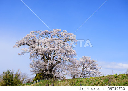 Shionozaki's Great Sakura Fukushima Prefecture 39730730