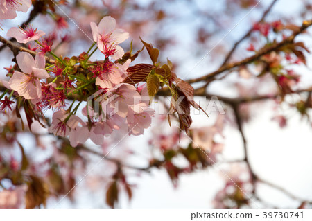 Sakura Sakura 39730741