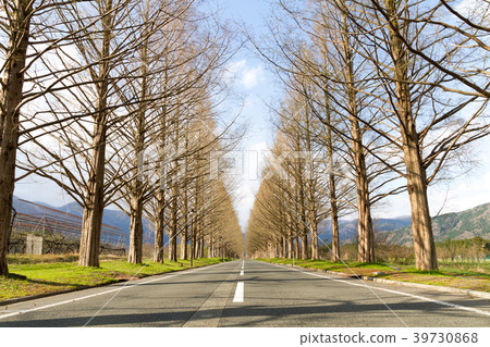Metasequoia Namiki Shiga Prefecture Metasequoia Namiki Shiga Prefecture 39730868