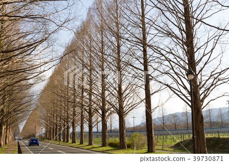 Metasequoia Namiki Shiga Prefecture Metasequoia Namiki Shiga Prefecture 39730871