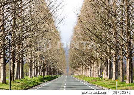 Metasequoia Namiki Shiga Prefecture 39730872