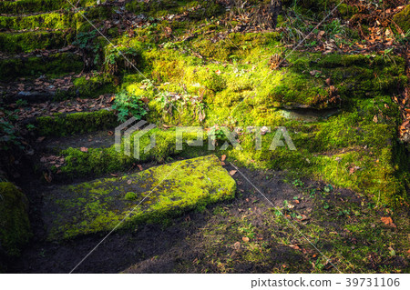 Beautiful nature closeup view to moss overgrown Beautiful nature closeup view to moss overgrown 39731106