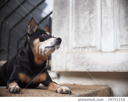 cute black fat lovely lonely miniature pincher dog cute black fat lovely lonely miniature pincher dog 39731158