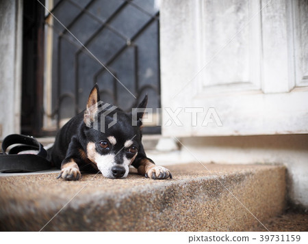 cute black fat lovely lonely miniature pincher dog cute black fat lovely lonely miniature pincher dog 39731159