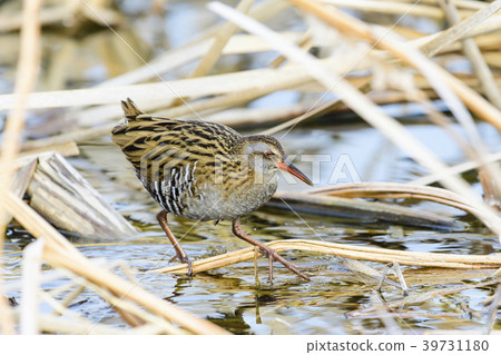 Kuina (water chicken) 39731180